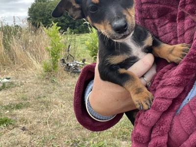 Beautiful miniature Purebred Jack Russell puppies in Laois