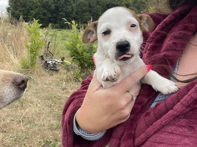 Beautiful miniature Purebred Jack Russell puppies in Laois