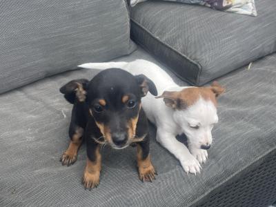 Beautiful miniature Purebred Jack Russell puppies in Laois