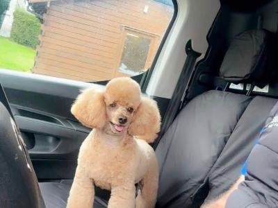 Stunning male Pekpoo puppy (Pekingese x toy Poodle) in Armagh