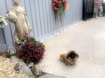 Stunning male Pekpoo puppy (Pekingese x toy Poodle) in Armagh