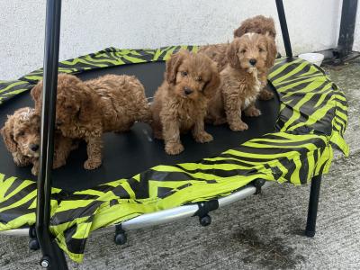 Stunning Royal Red Miniature Cockapoo puppies 🐶🐶 in Kilkenny