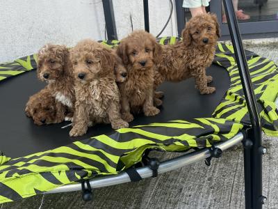 Stunning Royal Red Miniature Cockapoo puppies 🐶🐶 in Kilkenny