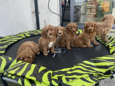 Stunning Royal Red Miniature Cockapoo puppies 🐶🐶 in Kilkenny