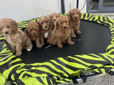 Stunning Royal Red Miniature Cockapoo puppies 🐶🐶 in Kilkenny