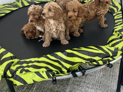 Stunning Royal Red Miniature Cockapoo puppies 🐶🐶 in Kilkenny