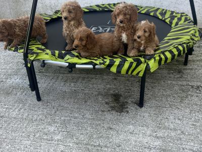 Stunning Royal Red Miniature Cockapoo puppies 🐶🐶 in Kilkenny