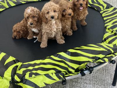Stunning Royal Red Miniature Cockapoo puppies 🐶🐶 in Kilkenny