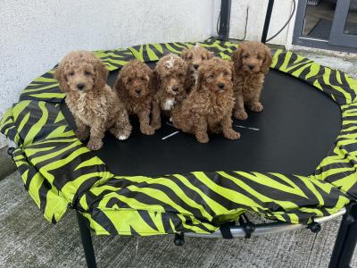 Stunning Royal Red Miniature Cockapoo puppies 🐶🐶 in Kilkenny