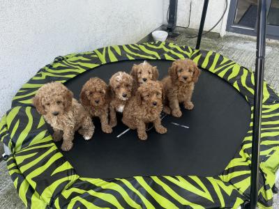 Stunning Royal Red Miniature Cockapoo puppies 🐶🐶 in Kilkenny