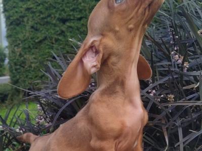 Miniature Dachshund puppies in Cavan