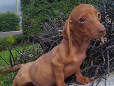 Miniature Dachshund puppies in Cavan