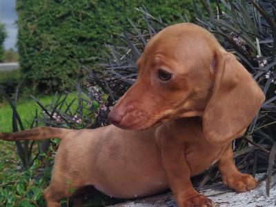 Miniature Dachshund puppies in Cavan