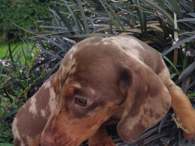 Miniature Dachshund puppies in Cavan