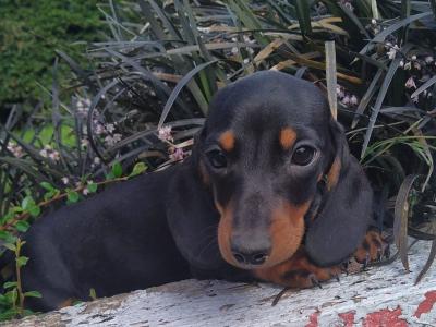 Miniature Dachshund puppies in Cavan