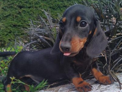 Miniature Dachshund puppies in Cavan