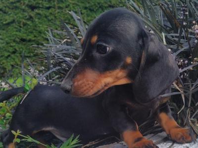 Miniature Dachshund puppies in Cavan
