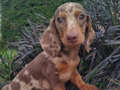 Miniature Dachshund puppies in Cavan