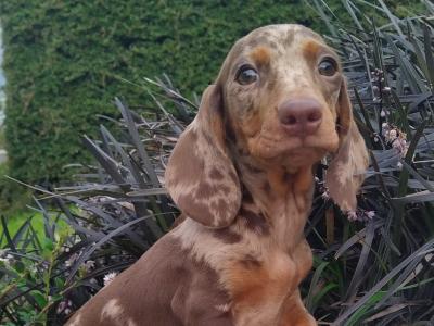 Miniature Dachshund puppies in Cavan