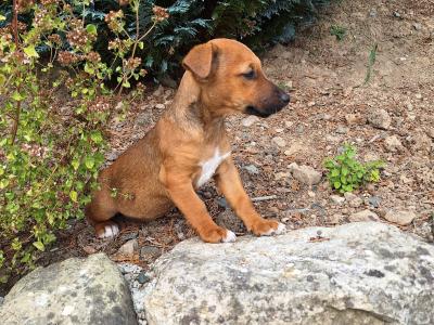 Jack Russell puppies in Kilkenny