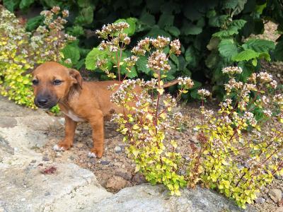 Jack Russell puppies in Kilkenny