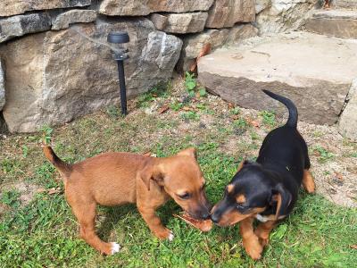 Jack Russell puppies in Kilkenny