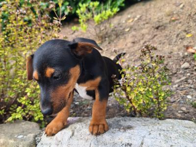 Jack Russell puppies in Kilkenny
