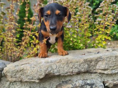 Jack Russell puppies in Kilkenny