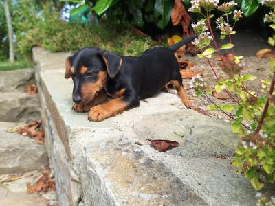 Jack Russell puppies in Kilkenny