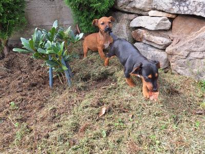 Jack Russell puppies in Kilkenny