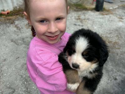Beautiful Bernese Mountain Dog puppies 5 Star home Only in Limerick