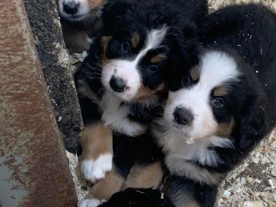 Beautiful Bernese Mountain Dog puppies 5 Star home Only in Limerick