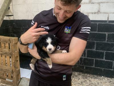 Beautiful Bernese Mountain Dog puppies 5 Star home Only in Limerick