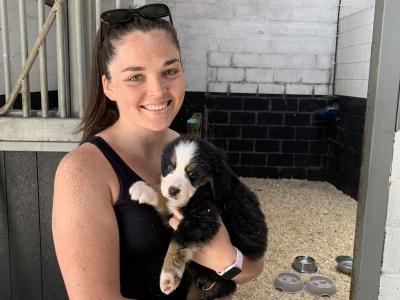 Beautiful Bernese Mountain Dog puppies 5 Star home Only in Limerick