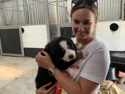 Beautiful Bernese Mountain Dog puppies 5 Star home Only in Limerick