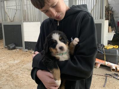 Beautiful Bernese Mountain Dog puppies 5 Star home Only in Limerick