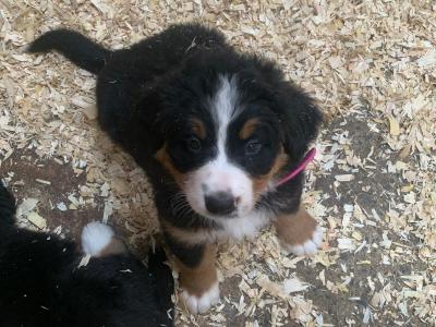 Beautiful Bernese Mountain Dog puppies 5 Star home Only in Limerick