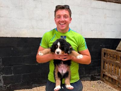Beautiful Bernese Mountain Dog puppies 5 Star home Only in Limerick