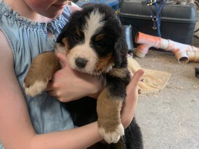 Beautiful Bernese Mountain Dog puppies 5 Star home Only in Limerick