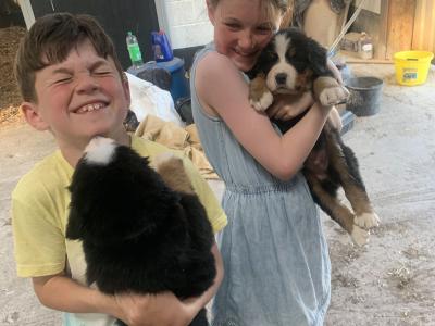 Beautiful Bernese Mountain Dog puppies 5 Star home Only in Limerick