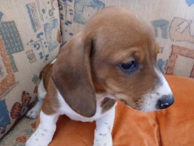 Dachshund puppies, unusual colours in Kerry