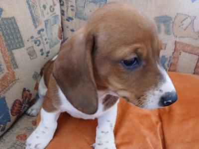 Purebred Dachshund puppies, unusual colours in Kerry