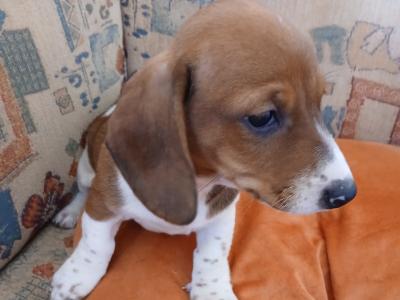 Purebred Dachshund puppies in Kerry, unusual colours, fully vaccinated
