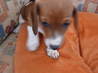 Dachshund puppies, unusual colours in Kerry