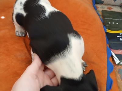 Dachshund puppies, unusual colours in Kerry