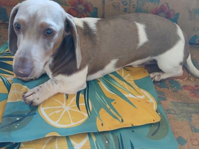 Dachshund puppies, unusual colours in Kerry