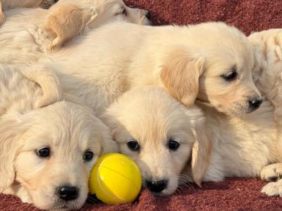 Gorgeous Golden Retriever puppies 🐶 in Carlow