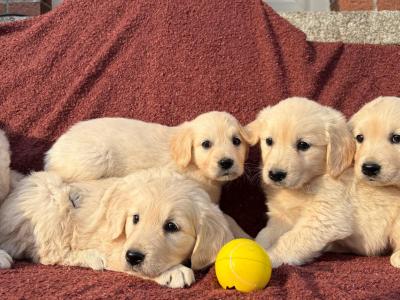 Gorgeous Golden Retriever puppies 🐶 in Carlow