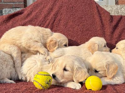 Gorgeous Golden Retriever puppies 🐶 in Carlow
