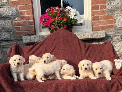 Gorgeous Golden Retriever puppies 🐶 in Carlow